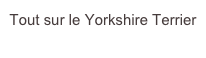 Tout sur le Yorkshire Terrier
www.chien-yorkshire.fr